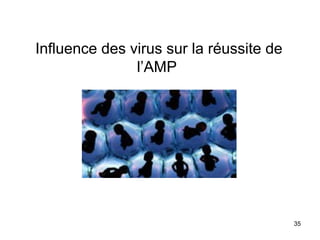 Influence des virus sur la réussite de
l’AMP
35
 