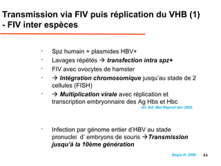 
Spz humain + plasmides HBV+

Lavages répétés  transfection intra spz+

FIV avec ovocytes de hamster

 Intégration chromosomique jusqu’au stade de 2
cellules (FISH)

 Multiplication virale avec réplication et
transcription embryonnaire des Ag Hbs et Hbc
Ali BA, Mol Reprod dev 2005

Infection par génome entier d’HBV au stade
pronucleid’ embryons de souris Transmission
jusqu’à la 10ème génération
Bagis H, 2006
Transmission via FIV puis réplication du VHB (1)
- FIV inter espèces
44
 