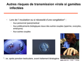 Autres risques de transmission virale si gamètes
infectées
•
Lors de l’ incubation ou si nécessité d’une congélation* :
− Aux personnel (para)medical
− Aux prélèvements biologiques issus des autres couples (sperme, ovocytes,
embryons)
− Aux autres couples
* : ex. après ponction testiculaire, avant traitement tératogène
6
 