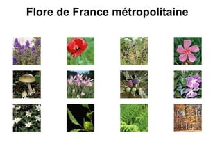 Flore de France métropolitaine   
