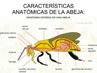 CARACTERÍSTICAS ANATÓMICAS DE LA ABEJA: 