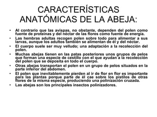 CARACTERÍSTICAS ANATÓMICAS DE LA ABEJA: Al contrario que las avispas, no obstante, dependen del polen como fuente de proteínas y del néctar de las flores como fuente de energía.  Las hembras adultas recogen polen sobre todo para alimentar a sus larvas, aunque los adultos también se alimentan de él y del néctar.  El cuerpo suele ser muy velludo; una adaptación a la recolección del polen.  Muchas abejas tienen en las patas posteriores unos grupos de pelos que forman una especie de cestillo con el que ayudan a la recolección del polen que se deposita en todo el cuerpo.  Otras abejas transportan el polen en un grupo de pelos situados en la parte inferior del abdomen.  El polen que inevitablemente pierden al ir de flor en flor es importante para las plantas porque parte de él cae sobre los pistilos de otras flores de la misma especie, produciendo una polinización cruzada.  Las abejas son los principales insectos polinizadores. 