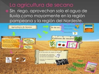  Sin riego, aprovechan solo el agua de
lluvia como mayormente en la región
pampeana y la región del Nordeste.
 