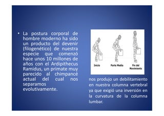 • La postura corporal de
  hombre moderno ha sido
  un producto del devenir
  (filogenético) de nuestra
  especie que comenzó
  hace unos 10 millones de
  años con el Ardipithecus
  Ramidus, un primate muy
  parecido al chimpancé
  actual del cual nos         nos produjo un debilitamiento
  separamos                   en nuestra columna vertebral
  evolutivamente.             ya que exigió una inversión en
                              la curvatura de la columna
                              lumbar.
 