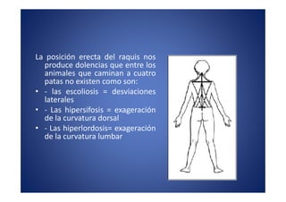 La posición erecta del raquis nos
  produce dolencias que entre los
  animales que caminan a cuatro
  patas no existen como son:
• - las escoliosis = desviaciones
  laterales
• - Las hipersifosis = exageración
  de la curvatura dorsal
• - Las hiperlordosis= exageración
  de la curvatura lumbar
 