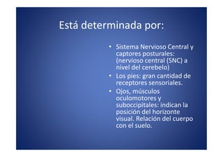 Está determinada por:
         • Sistema Nervioso Central y
           captores posturales:
           (nervioso central (SNC) a
           nivel del cerebelo)
         • Los pies: gran cantidad de
           receptores sensoriales.
         • Ojos, músculos
           oculomotores y
           suboccipitales: indican la
           posición del horizonte
           visual. Relación del cuerpo
           con el suelo.
 