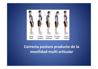 Correcta postura producto de la
   movilidad multi articular
 