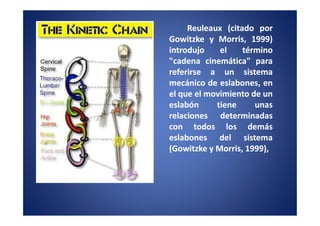 Reuleaux (citado por
Gowitzke y Morris, 1999)
                     1999)
introdujo    el    término
"cadena cinemática" para
referirse a un sistema
mecánico de eslabones, en
el que el movimiento de un
eslabón     tiene     unas
relaciones determinadas
con todos los demás
eslabones del sistema
(Gowitzke y Morris, 1999),
                    1999),
 