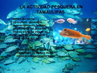 LA ACTIVIDAD PESQUERA EN TAMAULIPAS  Dentro del sector agricultura , ganadería, aprovechamiento forestal, pesca y caza del producto interno bruto del estado de Tamaulipas, el subsector pesca aporta el 8.86%   La producción pesquera de Tamaulipas es de mas de 52 mil toneladas promedio anual. 
