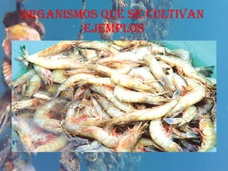 ORGANISMOS QUE SE CULTIVAN  EJEMPLOS 