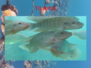 TILAPIA 