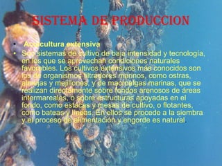 SISTEMA DE PRODUCCION Acuicultura extensiva Son sistemas de cultivo de baja intensidad y tecnología, en los que se aprovechan condiciones naturales favorables. Los cultivos extensivos más conocidos son los de organismos filtradores marinos, como ostras, almejas y mejillones, y de macroalgas marinas, que se realizan directamente sobre fondos arenosos de áreas intermareales, o sobre estructuras apoyadas en el fondo, como estacas y mesas de cultivo, o flotantes, como bateas y líneas. En ellos se procede a la siembra y el proceso de alimentación y engorde es natural . 