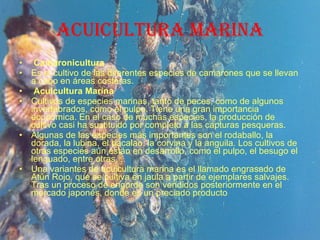 ACUICULTURA MARINA Camaronicultura Es el cultivo de las diferentes especies de camarones que se llevan a cabo en áreas costeras. Acuicultura Marina Cultivos de especies marinas, tanto de peces, como de algunos invertebrados, como el pulpo. Tiene una gran importancia económica. En el caso de muchas especies, la producción de cultivo casi ha sustituido por completo a las capturas pesqueras. Algunas de las especies más importantes son el rodaballo, la dorada, la lubina, el bacalao, la corvina y la anguila. Los cultivos de otras especies aún están en desarrollo, como el pulpo, el besugo el lenguado, entre otras. Una variantes de acuicultura marina es el llamado engrasado de Atún Rojo, que se cultiva en jaula a partir de ejemplares salvajes. Tras un proceso de engorde son vendidos posteriormente en el mercado japonés, donde es un preciado producto 