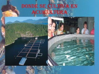 DONDE SE CULTIVA EN ACUICULTURA 