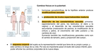 Cambios físicos en la pubertad:
1. hormonas gonadotróficas de la hipófisis anterior produce
modificaciones sexuales
2. la producción de óvulos espermatozoides maduros
3. desarrollo de las características sexuales primarias
(agrandamiento del pene, los testículos, el útero y la
vagina) y el desarrollo de las característica sexuales
secundarias (maduración de pechos, la modificación de la
cintura y pelvis, el crecimiento del vello pubiano y los
cambios de voz)
Sumando también las modificaciones generales como son
el cambio de tamaño, peso y proporción del cuerpo .
● El esquema corporal del sujeto es la representación mental que tiene de su propio cuerpo, y
este cambia a lo largo de su vida. Por eso es importante pasar el duelo del cuerpo infantil, para
poder afrontar los cambios corporales de la nueva etapa.
 