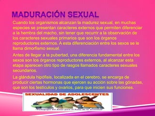 Cuando los organismos alcanzan la madurez sexual, en muchas
especies se presentan caracteres externos que permiten diferenciar
a la hembra del macho, sin tener que recurrir a la observación de
los caracteres sexuales primarios que son los órganos
reproductores externos. A esta diferenciación entre los sexos se le
llama dimorfismo sexual.
Antes de llegar a la pubertad, una diferencia fundamental entre los
sexos son los órganos reproductores externos, al alcanzar esta
etapa aparecen otro tipo de rasgos llamados caracteres sexuales
secundarios.
La glándula hipófisis, localizada en el cerebro, se encarga de
producir ciertas hormonas que ejercen su acción sobre las gónadas,
que son los testículos y ovarios, para que inicien sus funciones.
 