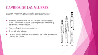CAMBIOS DE LAS MUJERES
CAMBIOS PRIMARIOS (Relacionados con los genitales):
 Se desarrollan los ovarios, las trompas de Falopio y el
útero. Se forman folículos que desprenden los óvulos y
permiten la menstruación.
 Aparece la primera menstruación.
 Crece el vello púbico.
 La zona vaginal se hace más húmeda y rosada, aumenta el
tamaño del clítoris.
 