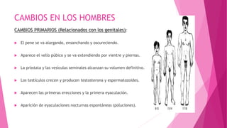 CAMBIOS EN LOS HOMBRES
CAMBIOS PRIMARIOS (Relacionados con los genitales):
 El pene se va alargando, ensanchando y oscureciendo.
 Aparece el vello púbico y se va extendiendo por vientre y piernas.
 La próstata y las vesículas seminales alcanzan su volumen definitivo.
 Los testículos crecen y producen testosterona y espermatozoides.
 Aparecen las primeras erecciones y la primera eyaculación.
 Aparición de eyaculaciones nocturnas espontáneas (poluciones).
 