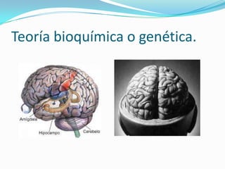 Teoría bioquímica o genética.
 