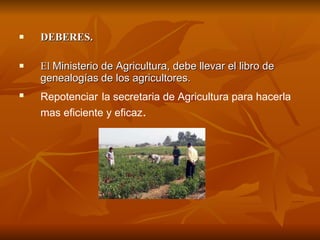 DEBERES.  El  Ministerio de Agricultura, debe llevar el libro de genealogías   de los agricultores. Repotenciar   la secretaria de Agricultura para hacerla mas eficiente y eficaz . 