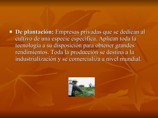 De plantación:  Empresas privadas que se dedican al cultivo de una especie específica. Aplican toda la tecnología a su disposición para obtener grandes rendimientos. Toda la producción se destina a la industrialización y se comercializa a nivel mundial. 