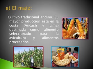 Cultivo tradicional andino. Su
mayor producción esta en la
costa (Ancash y Lima)
destinada como alimento
seleccionado para la
avicultura y alimentos
procesados
 