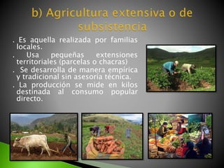 . Es aquella realizada por familias
locales.
. Usa pequeñas extensiones
territoriales (parcelas o chacras)
. Se desarrolla de manera empírica
y tradicional sin asesoría técnica.
. La producción se mide en kilos
destinada al consumo popular
directo.
 