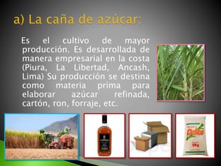 Es el cultivo de mayor
producción. Es desarrollada de
manera empresarial en la costa
(Piura, La Libertad, Ancash,
Lima) Su producción se destina
como materia prima para
elaborar azúcar refinada,
cartón, ron, forraje, etc.
 