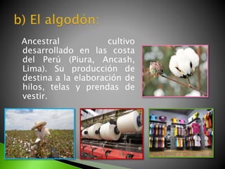 Ancestral cultivo
desarrollado en las costa
del Perú (Piura, Ancash,
Lima). Su producción de
destina a la elaboración de
hilos, telas y prendas de
vestir.
 