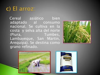 Cereal asiático bien
adaptado al consumo
nacional. Se cultiva en la
costa y selva alta del norte
(Piura, Tumbes,
Lambayeque, San Martin,
Arequipa). Se destina como
grano refinado.
 