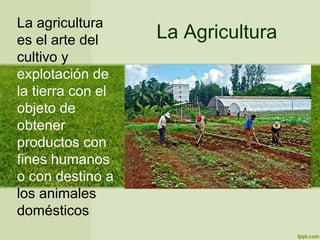 La Agricultura
La agricultura
es el arte del
cultivo y
explotación de
la tierra con el
objeto de
obtener
productos con
fines humanos
o con destino a
los animales
domésticos
 
