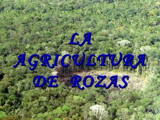 LA
AGRICULTURA
 DE ROZAS
 