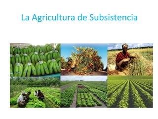 La Agricultura de Subsistencia

 