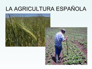 LA AGRICULTURA ESPAÑOLA 
 