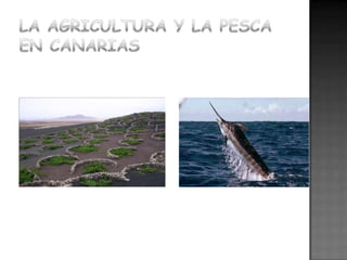 La agricultura y la pesca en canarias 