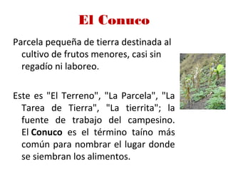 El Conuco
Parcela pequeña de tierra destinada al
cultivo de frutos menores, casi sin
regadío ni laboreo.
Este es "El Terreno", "La Parcela", "La
Tarea de Tierra", "La tierrita"; la
fuente de trabajo del campesino.
El Conuco  es el término taíno más
común para nombrar el lugar donde
se siembran los alimentos.
 