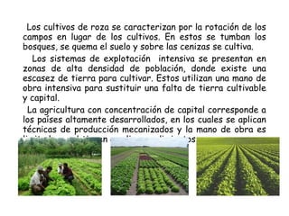 Los cultivos de roza se caracterizan por la rotación de los
campos en lugar de los cultivos. En estos se tumban los
bosques, se quema el suelo y sobre las cenizas se cultiva.
Los sistemas de explotación intensiva se presentan en
zonas de alta densidad de población, donde existe una
escasez de tierra para cultivar. Estos utilizan una mano de
obra intensiva para sustituir una falta de tierra cultivable
y capital.
La agricultura con concentración de capital corresponde a
los países altamente desarrollados, en los cuales se aplican
técnicas de producción mecanizados y la mano de obra es
limitada, se obtienen amplios rendimientos.
 