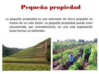 Pequeña propiedad
La pequeña propiedad es una extensión de tierra pequeña en
manos de un solo titular. La pequeña propiedad puede estar
concentrada, por arrendamiento, en una sola explotación
hasta formar un latifundio.
 