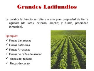Grandes Latifundios
La palabra latifundio se refiere a una gran propiedad de tierra
agrícola (de latos, extenso, amplio; y fundo, propiedad
inmueble).
Ejemplos:
 Fincas bananeras
 Fincas Cafeteras
 Fincas Arroceras
 Fincas de cañas de azúcar
 Fincas de tabaco
 Fincas de cacao.
 