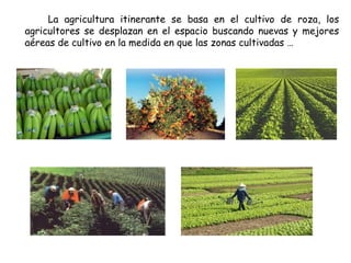 La agricultura itinerante se basa en el cultivo de roza, los
agricultores se desplazan en el espacio buscando nuevas y mejores
aéreas de cultivo en la medida en que las zonas cultivadas …
 