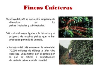 Fincas Cafeteras
El cultivo del café se encuentra ampliamente
difundido en los
países tropicales y subtropicales.
Está culturalmente ligado a la historia y al
progreso de muchos países que lo han
producido por más de un siglo.
La industria del café mueve en la actualidad
70.000 millones de dólares al año, cifra
superada únicamente por el petróleo en
lo que se refiere a exportaciones
de materia prima a escala mundial.
 