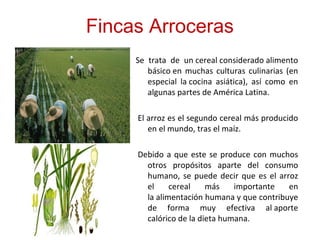 Fincas Arroceras
Se trata de un cereal considerado alimento
básico en muchas culturas culinarias (en
especial la cocina asiática), así como en
algunas partes de América Latina.
El arroz es el segundo cereal más producido
en el mundo, tras el maíz.
Debido a que este se produce con muchos
otros propósitos aparte del consumo
humano, se puede decir que es el arroz
el cereal más importante en
la alimentación humana y que contribuye
de forma muy efectiva al aporte
calórico de la dieta humana.
 
