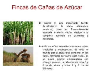 Fincas de Cañas de Azúcar
El azúcar es una importante fuente
de calorías en la dieta alimenticia
moderna, pero es frecuentemente
asociada a calorías vacías, debido a la
completa ausencia de vitaminas y
minerales.
La caña de azúcar se cultiva mucho en países
tropicales y subtropicales de todo el
mundo por el azúcar que contiene en los
tallos, formados por numerosos nudos. Es
un pasto gigante emparentado con
el sorgo y elmaíz. La caña alcanza entre 3 y
6 m de altura y entre 2 y 5 cm de
diámetro.
 