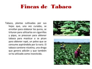 Fincas de Tabaco
Tabaco, plantas cultivadas por sus
hojas que, una vez curadas, se
enrollan para elaborar los puros, se
trituran para utilizarlas en cigarrillos
y pipas, se procesan para obtener
tabaco para masticar o se pican
para obtener rapé, un polvo que se
consume aspirándolo por la nariz. El
tabaco contiene nicotina, una droga
que genera adición y que también
se ha utilizado como insecticida.
 