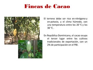 Fincas de Cacao
El terreno debe ser rico en nitrógeno y
en potasio, y el clima húmedo, con
una temperatura entre los 20 °C y los
30 °C .
En República Dominicana, el cacao ocupa
el tercer lugar entre los cultivos
tradicionales de exportación, con un
2% de participación en el PBI.
 