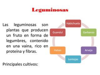 Leguminosas
Las leguminosas son
plantas que producen
un fruto en forma de
legumbres, contenido
en una vaina, rico en
proteína y fibras.
Principales cultivos:
 