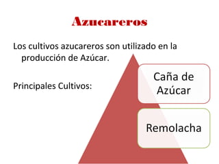 Azucareros
Los cultivos azucareros son utilizado en la
producción de Azúcar.
Principales Cultivos:
 