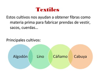 Textiles
Estos cultivos nos ayudan a obtener fibras como
materia prima para fabricar prendas de vestir,
sacos, cuerdas…
Principales cultivos:
 