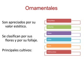 Ornamentales
Son apreciados por su
valor estético.
Se clasifican por sus
flores y por su follaje.
Principales cultivos:
 