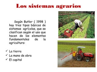 Los sistemas agrarios
Según Butler ( 1998 )
hay tres tipos básicos de
sistemas agrícolas, que se
clasifican según el uso que
hacen de los elementos
fundamentales de la
agricultura:
 La tierra
 La mano de obra
 El capital
 